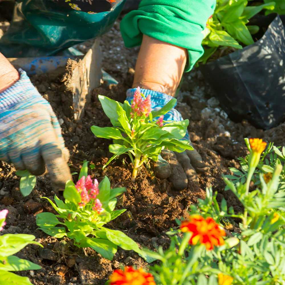 Gardneing Sqaure | Dunham Care Homes