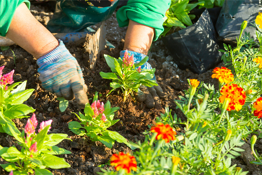 Gardneing long | Dunham Care Homes
